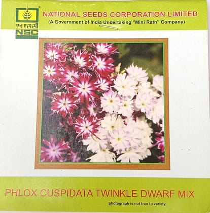 Phlox cuspidata – Twinkle Dwarf Mix