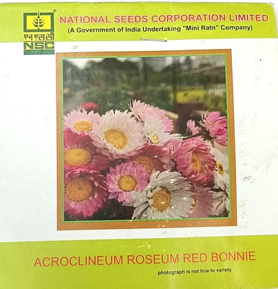 Acroclinium roseum – Red Bonnie