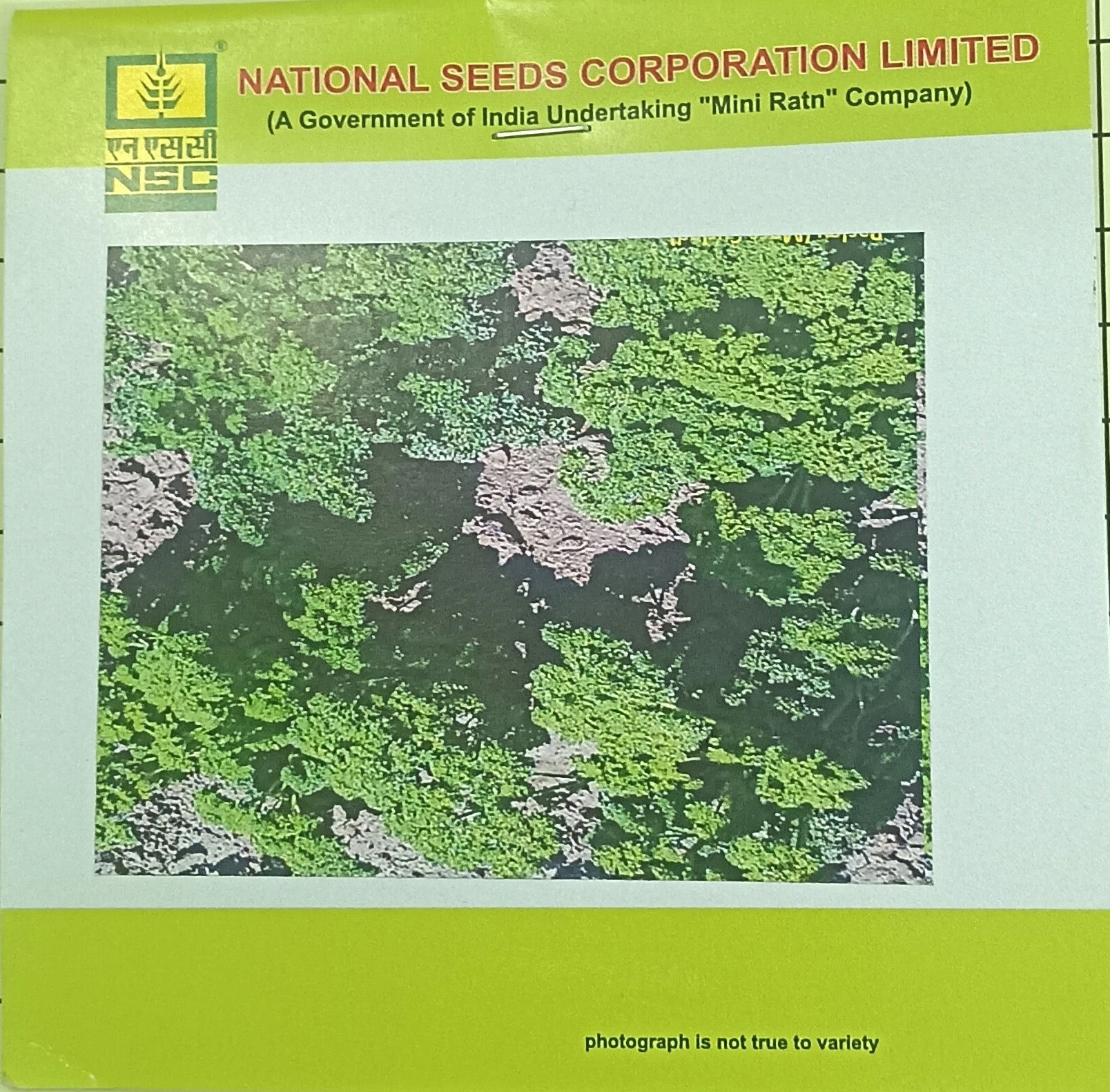 Parsley Moss Curled Seeds