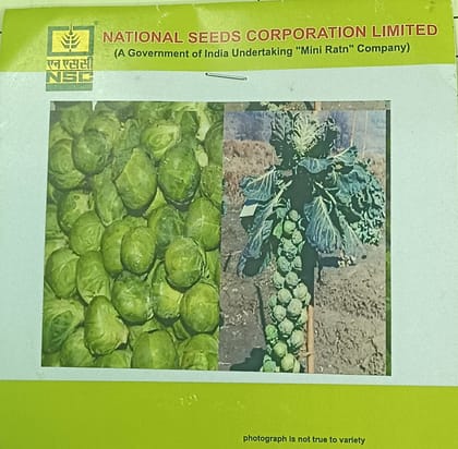 Brussels Sprout Seeds