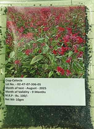 Celosia (Cockscomb / Plume Flower) Seeds