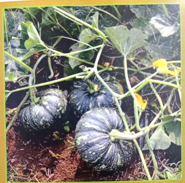 NSC Pumpkin – Kashi Harit Seeds (5 gm)