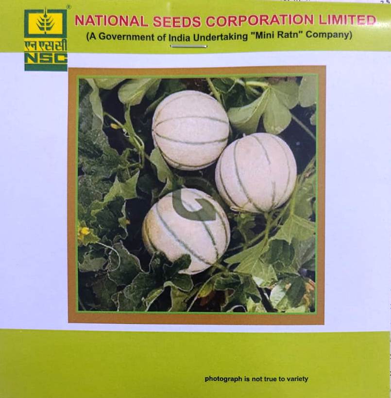 NSC Musk Melon KASHI MADHU– High Quality Seeds (5 gm)
