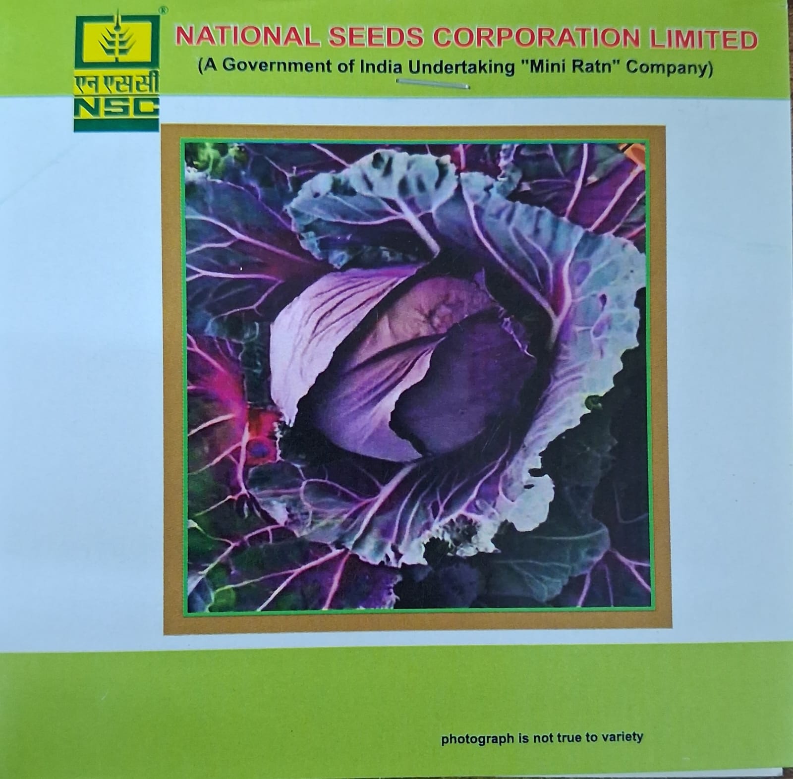 NSC Red Cabbage, Pusa Red Cabbage Hy.-1