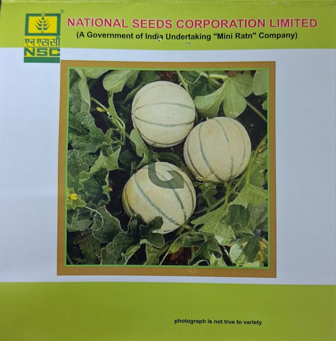 NSC Musk Melon Kashi Madhu Seed