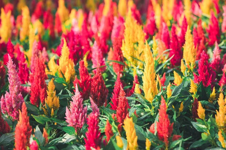 CELOSIA RED FLOWER TL SEED 10 GM