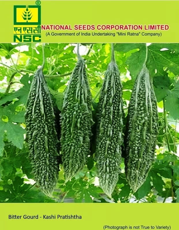 Bittergourd Variety- Kashi Pratishtha