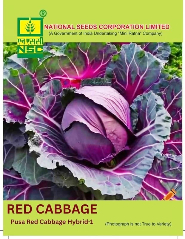 NSC Cabbage Pusa Red