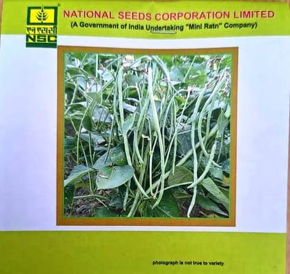 Cowpea – Kashi Nidhi ( Lobia)