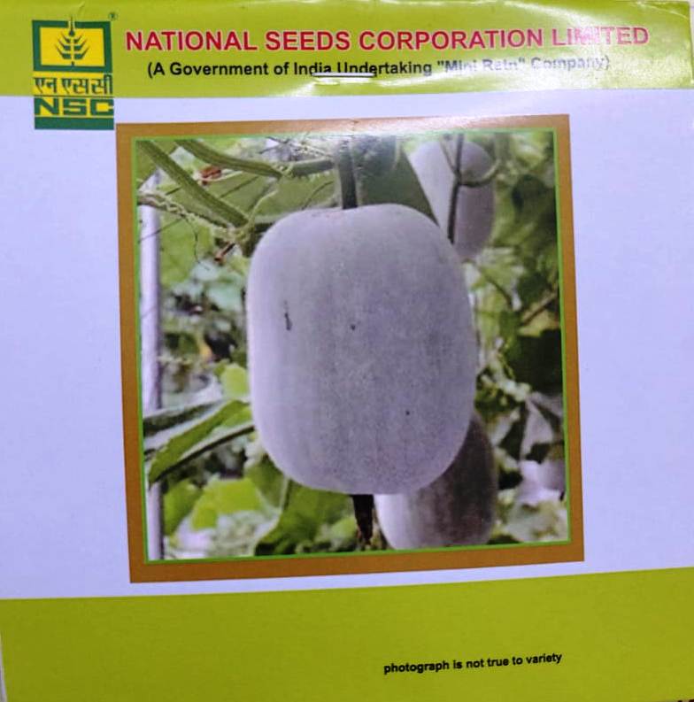 NSC Ash Gourd – Kashi Dhawal – 5 gm Premium Quality Seeds