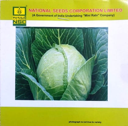 NSC Cabbage Golden Acre – 5 gm High Quality Seeds