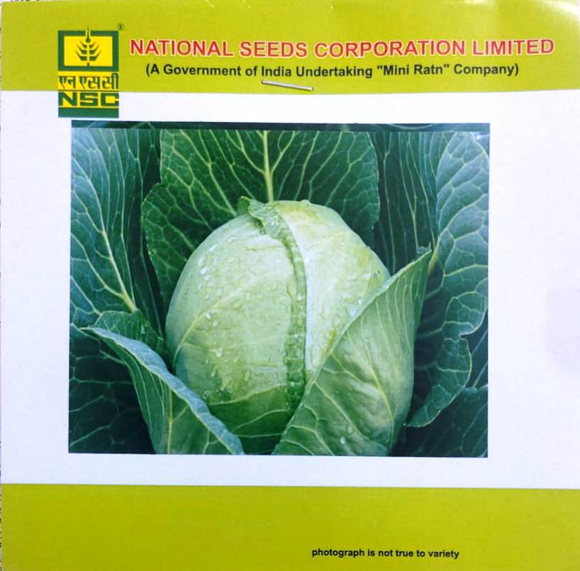 NSC Cabbage Golden Acre – 5 gm High Quality Seeds