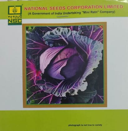 NSC Pusa Red Cabbage HYBRID-1 (1 GM)