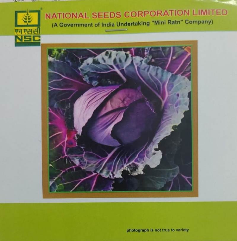 NSC Pusa Red Cabbage HYBRID-1 (1 GM)