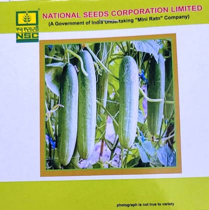 NSC Cucumber – Kashi Nutan – 5 gm High Quality Seeds