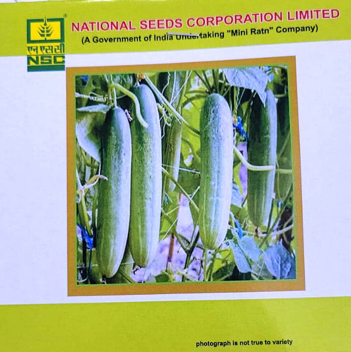 NSC Cucumber – Kashi Nutan – 5 gm High Quality Seeds