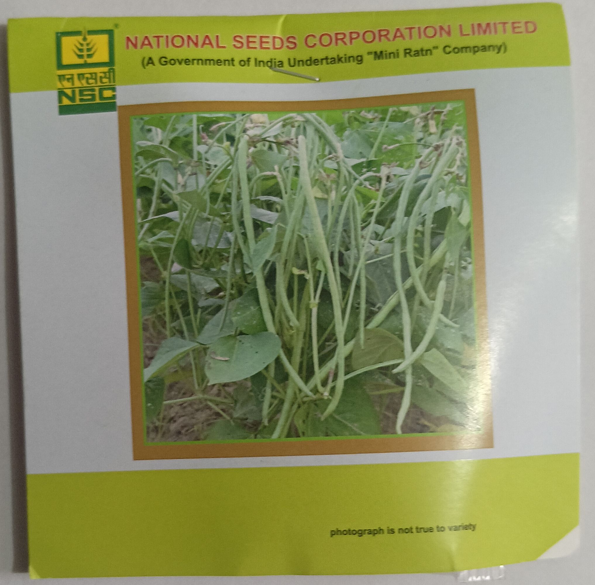 Cowpea – Kashi Nidhi TL