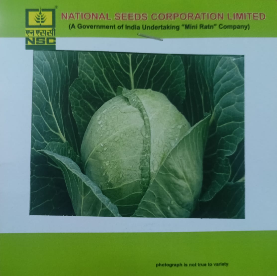 NSC Cabbage, Golden Acre Vegetable, 5 Gram Truthfully Labelled Seed Pouch