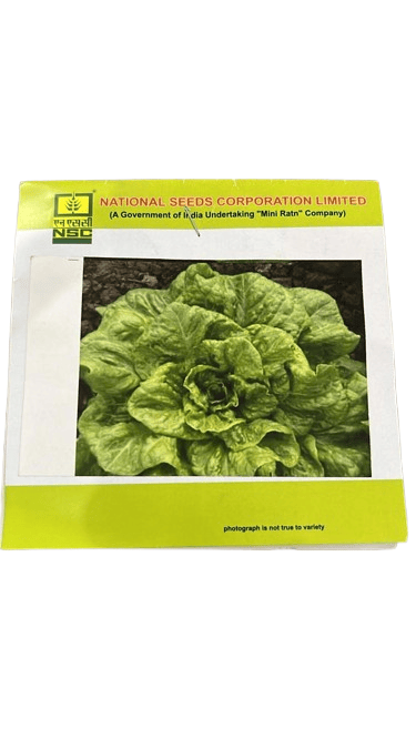 NSC Lettuce – Chinese Yellow