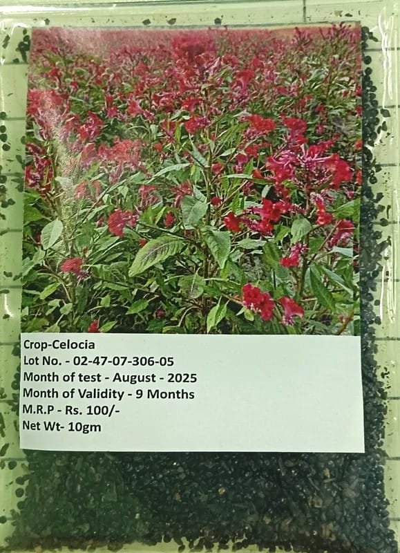 Celosia (Cockscomb / Plume Flower) Seeds