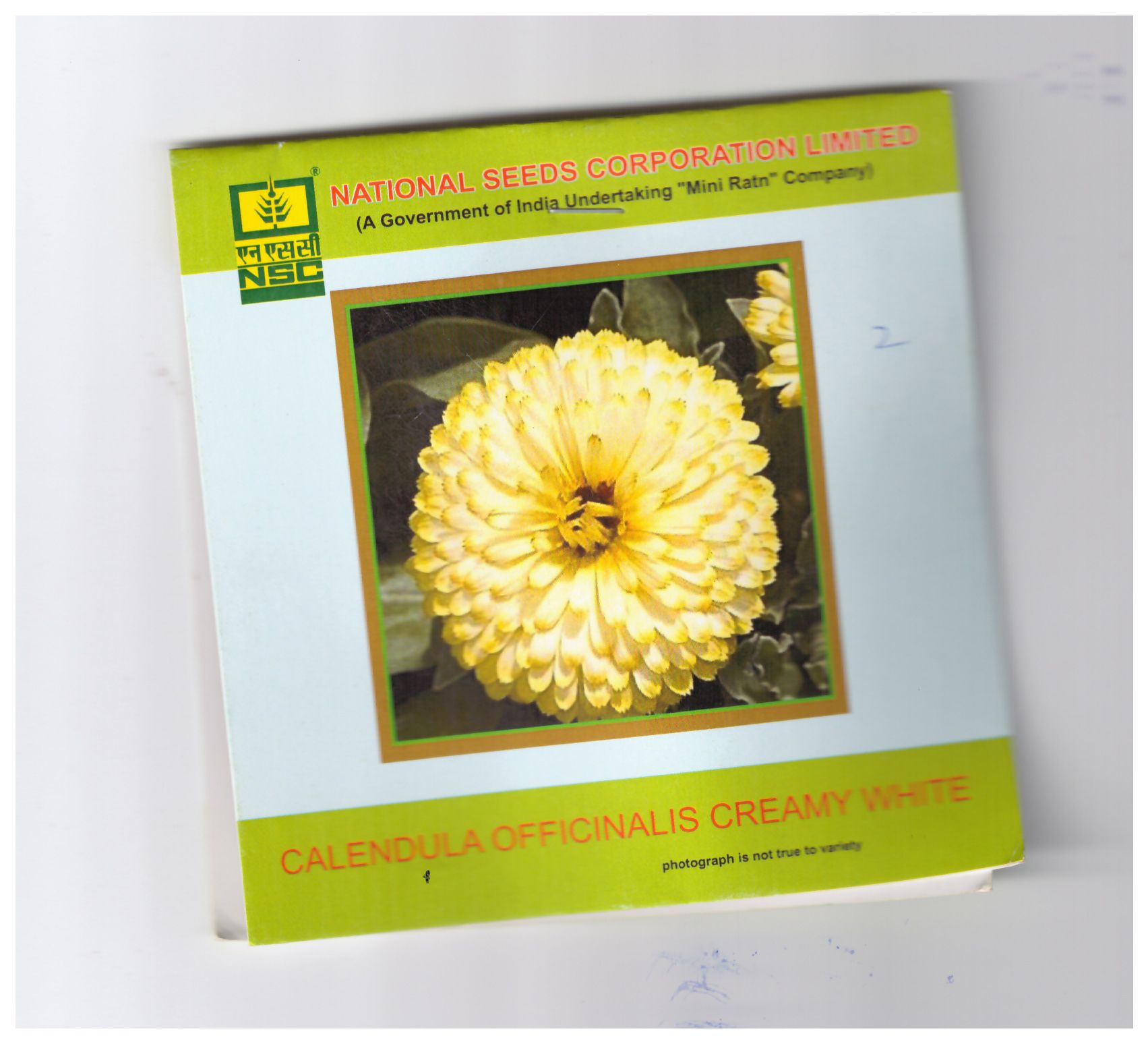 NSC Calendula Officainalis Creamy White T/L Seeds