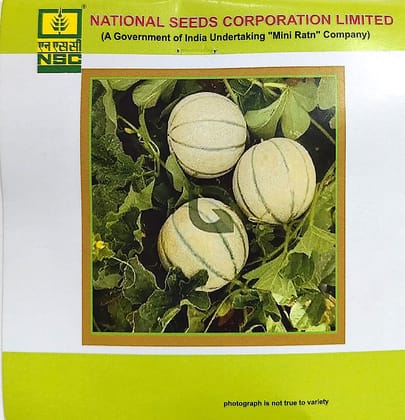NSC Musk Melon Kashi Madhu Seed