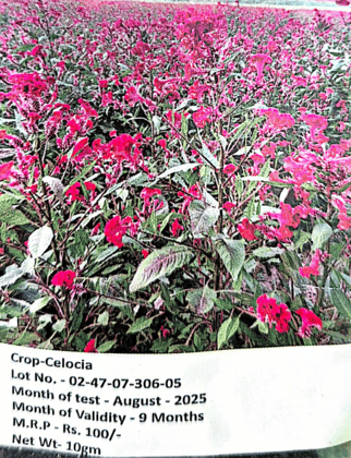 NSC -Celocia - 10GMS Seeds