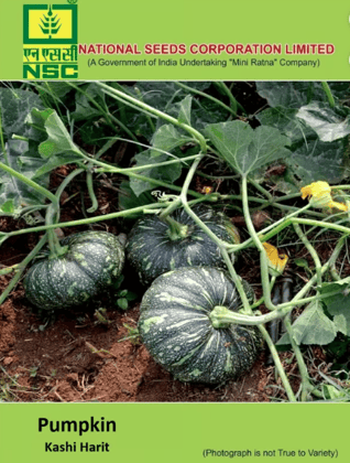 NSC Pumpkin Kashi Harit Seed-5gms