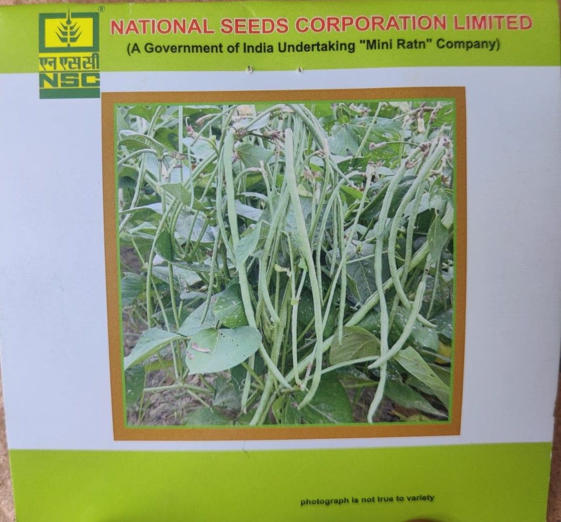 Cowpea - Kashi Nidhi - TL