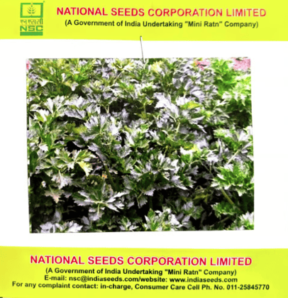 NSC Celery Seeds – Ford Hook Emperor (5 gms)