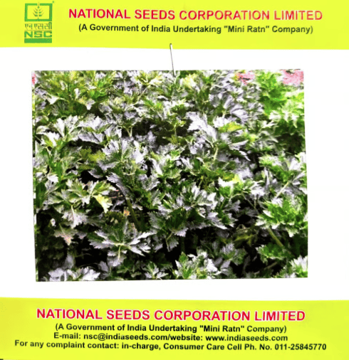 NSC Celery Seeds – Ford Hook Emperor (5 gms)