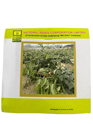 NSC Sem (Dolichos Bean) – Kashi Bauni 207 (TL) Seeds
