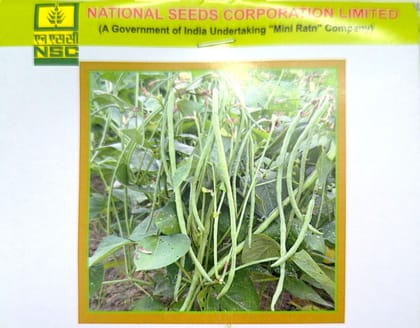 NSC Cowpea – Kashi Nidhi Seeds (20 gm Pack)