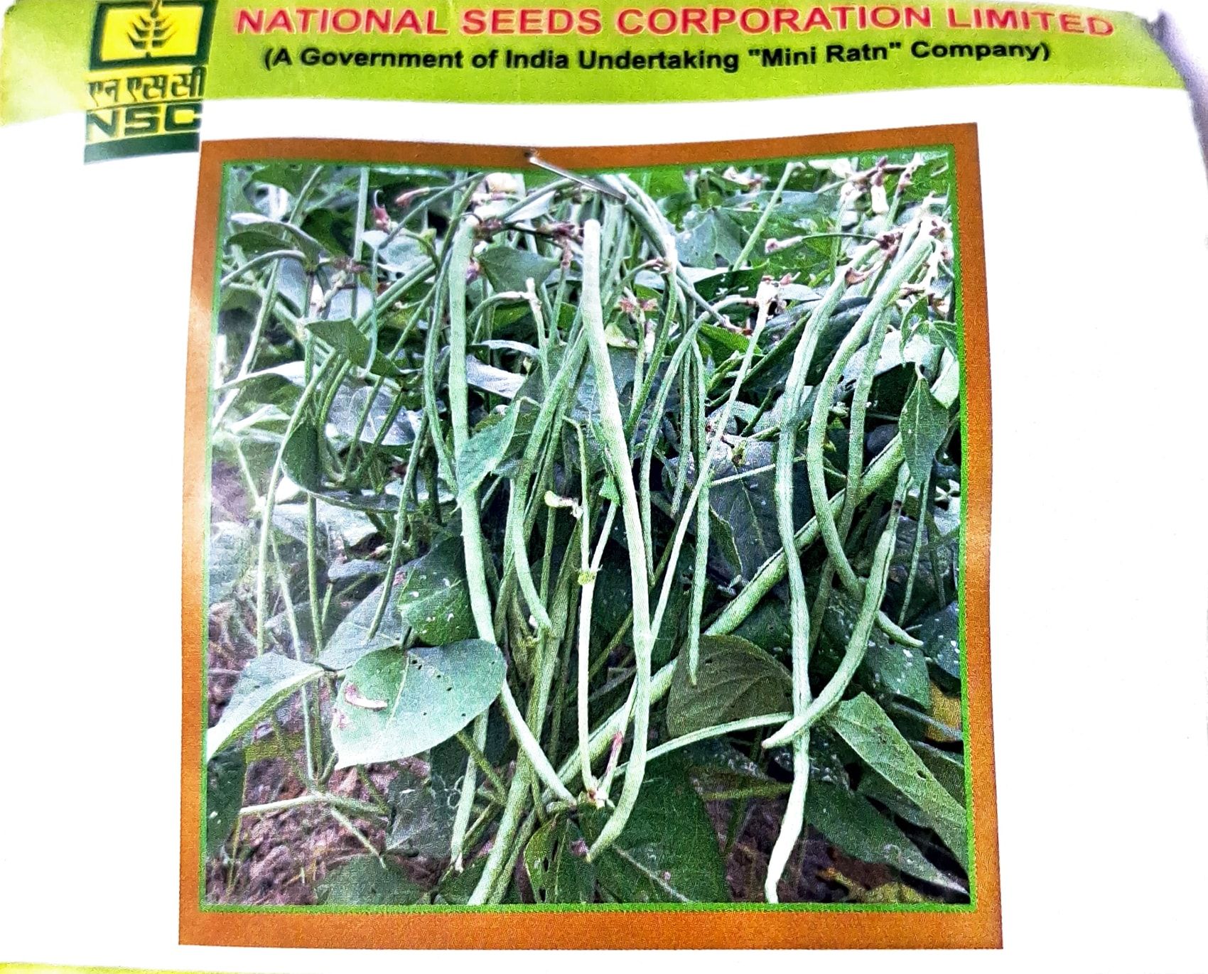 NSC Cowpea - Kashi Nidhi- TL 