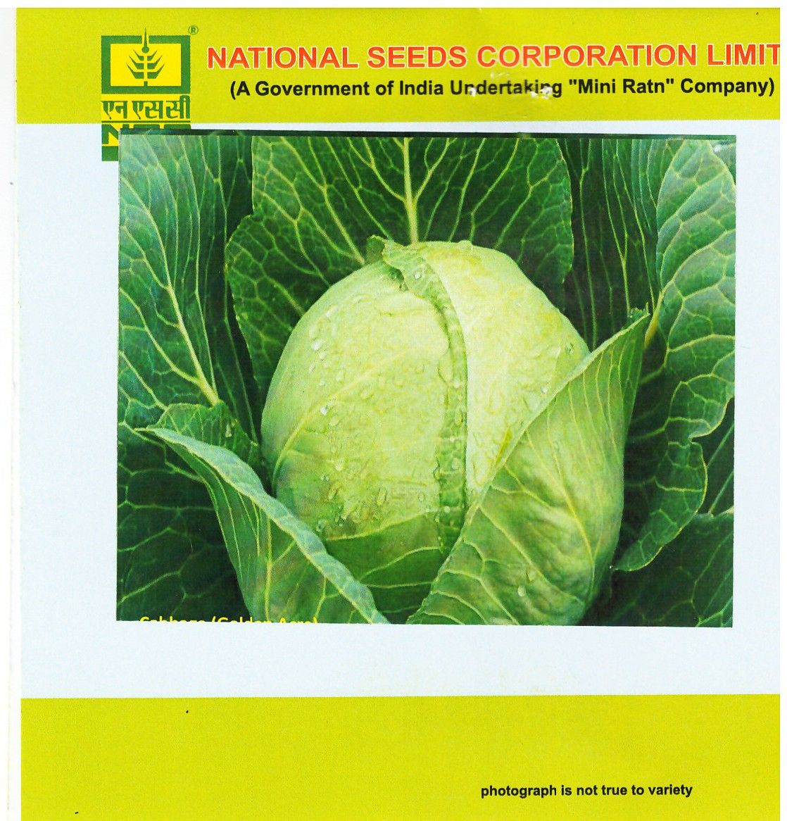 Cabbage – Golden Acre (TL)