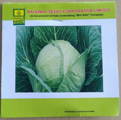 Cabbage - Golden Acre - TL