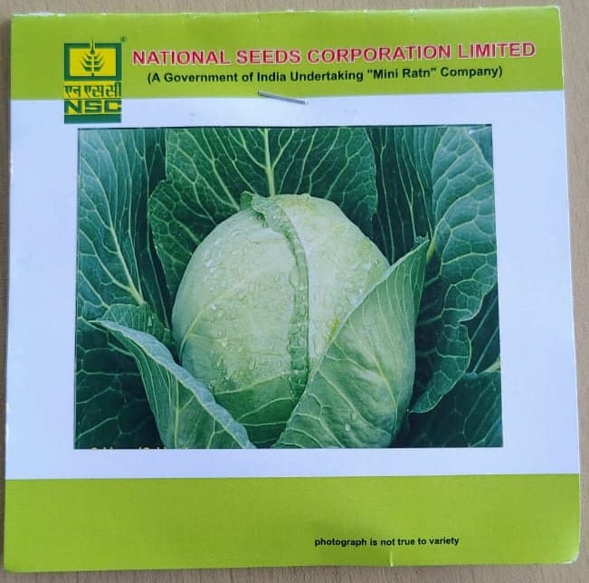 Cabbage - Golden Acre - TL