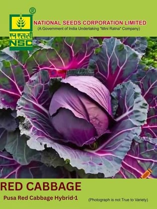NSC Cabbage Pusa Red Cabbage Hybrid-1, 1gm