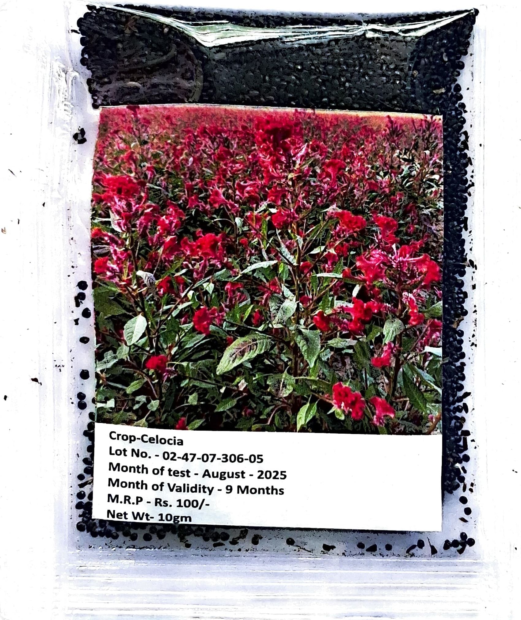 NSC Flower Seeds- Celocia- Cockscomb