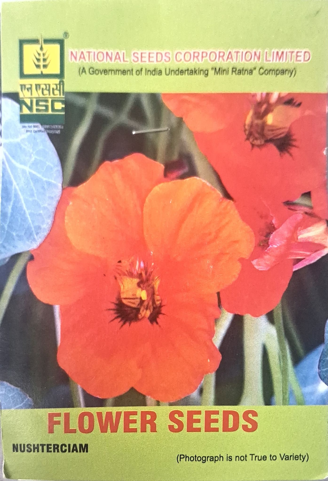 NSC Flower Seeds- Nushterciam 