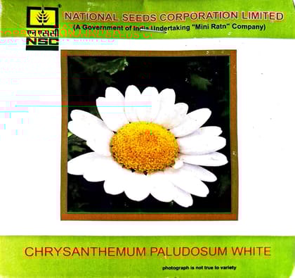 NSC Chrysanthemum Paludosum White 