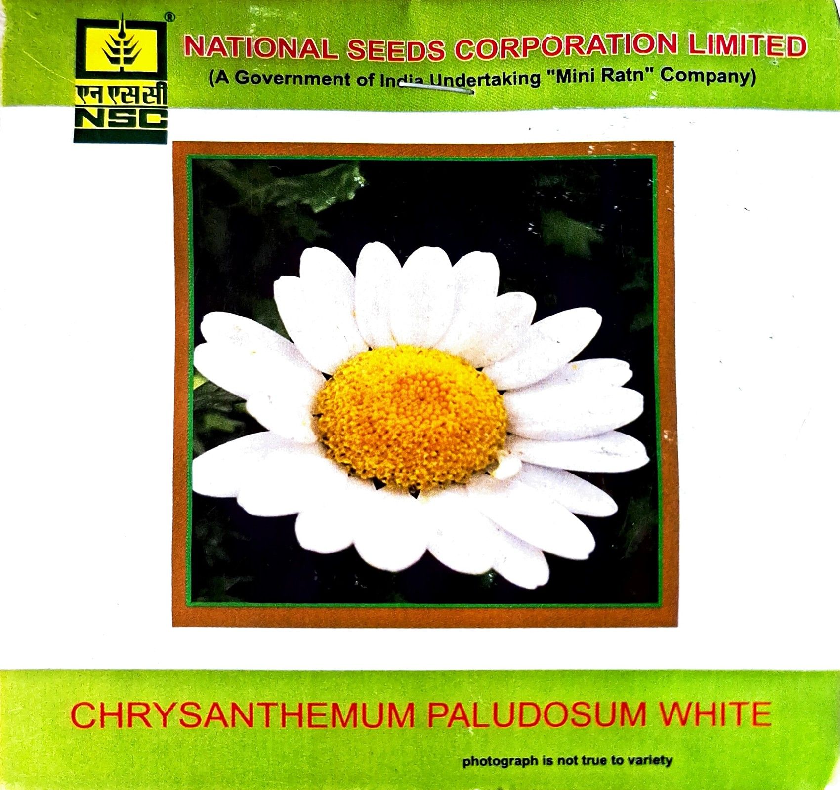 NSC Chrysanthemum Paludosum White 