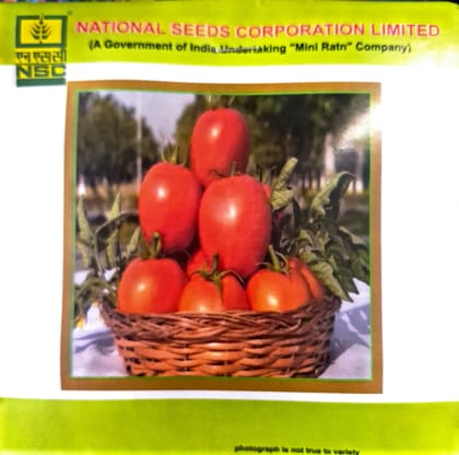 NSC Tomato- Kashi Aman-TL