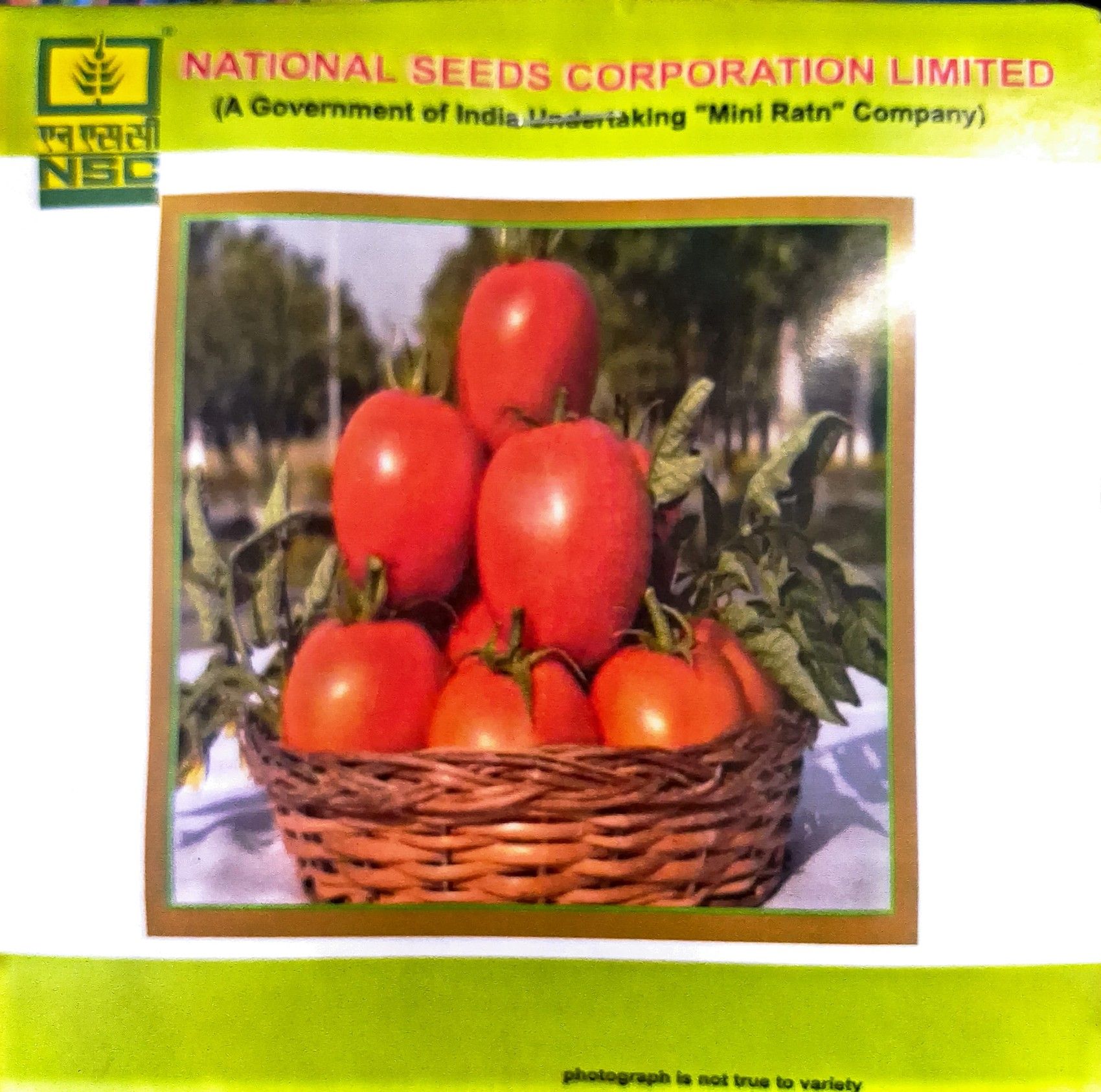 NSC Tomato- Kashi Aman-TL