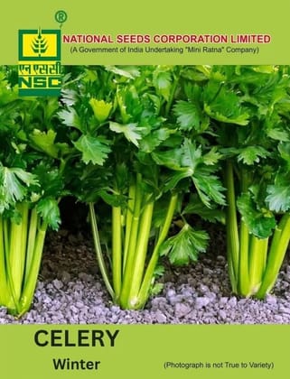 NSC Celery Ford Hook Emperor Seed, 5gm