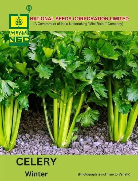 NSC Celery Ford Hook Emperor Seed, 5gm