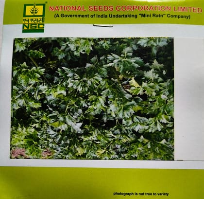 Celery - National Seeds Corporation Limited