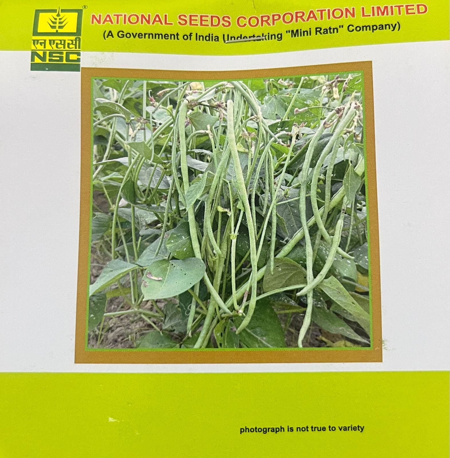 NSC Cowpea – Kashi Nidhi (TL)