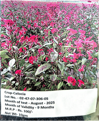 NSC -Celocia - 10GMS Seeds NSC -Celocia - 10GMS Seeds
