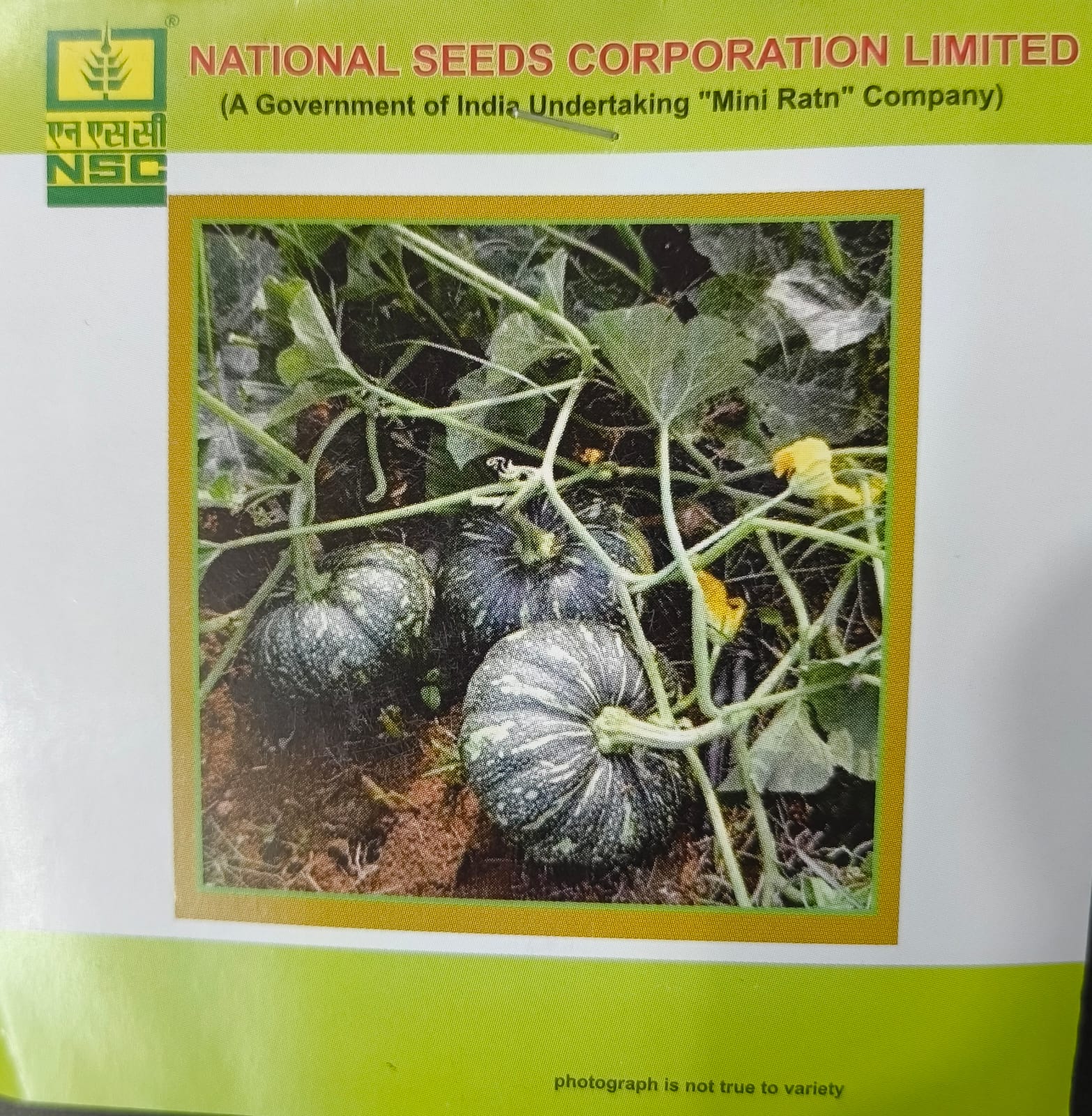 NSC Pumpkin Kashi Harit Seed 